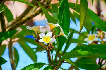 Beautiful flowers of plumeria in a hotel on the coast of Egypt
