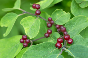 Fly Honeysuckle, Lonicera xylosteum berries