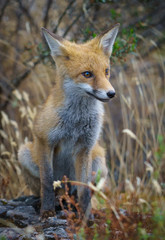 Fox