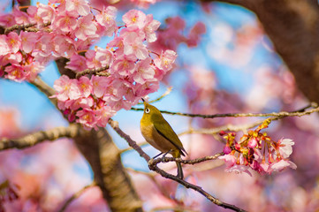 早咲の桜 河津桜 