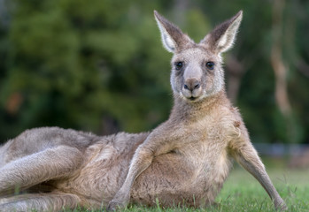 Kangaroo