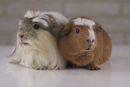 Guinea pigs breed Golden American Crested and Coronet cavy