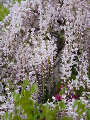 フジの花
