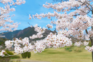 桜