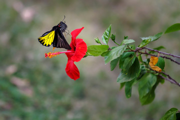 Yellow butterfly flying to red flower