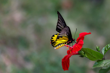 Yellow butterfly sitting on red flower