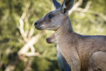 Kangaroo