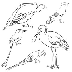 spoonbill parrot vulture mot mot waxwing bird line vector illustration set