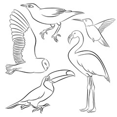 owl flamingo toucan colibri starling bird line vector illustration set