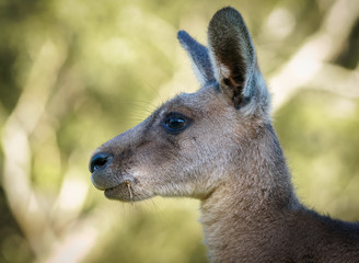 Kangaroo