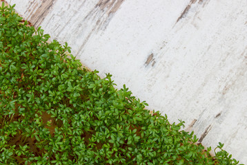 Fresh cress on old rustic wooden background, decoration for Easter, healthy nutrition, copy space for text