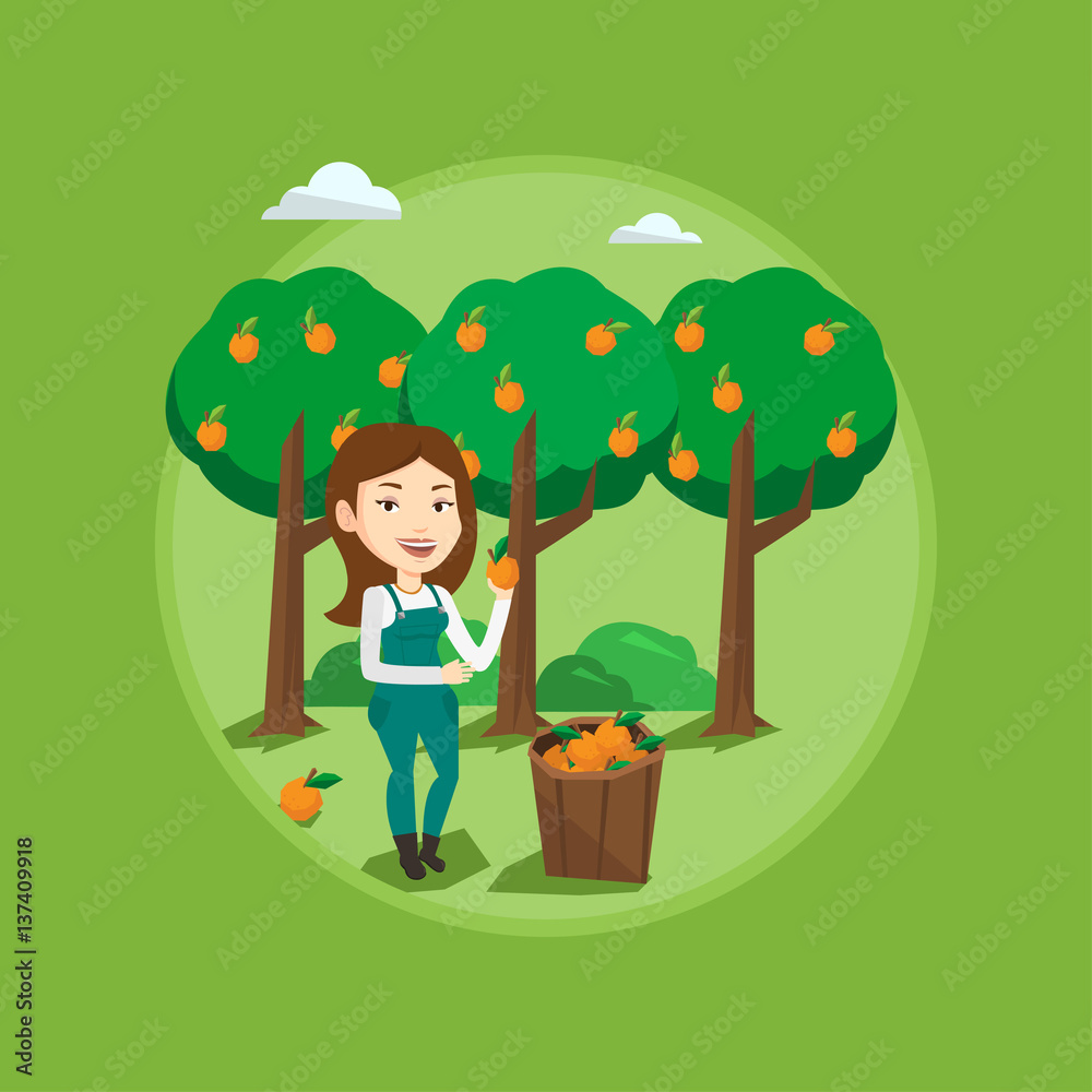 Wall mural farmer collecting oranges vector illustration.