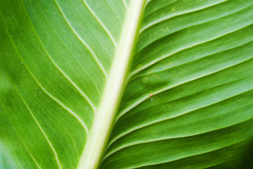 leaf background nature texture green pattern
