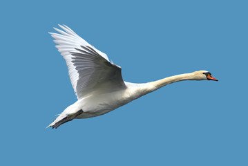 Fototapeta premium White swan flying against clear blue sky
