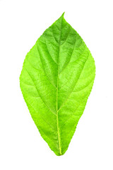 Fototapeta premium Close-up of green leaf