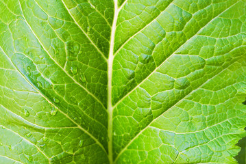 Lettuce grown in the garden
