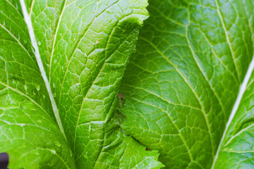 Lettuce grown in the garden
