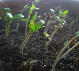 Green sprouts of coriander in a pot with black soil