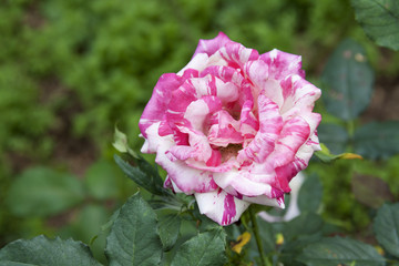 White and pink rose over blurred garden, outdoor day light