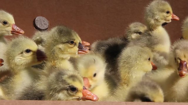 Newborn goslings are seated in the box on the farm