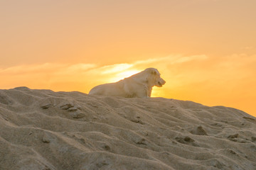 the dog on sand of the sun today
