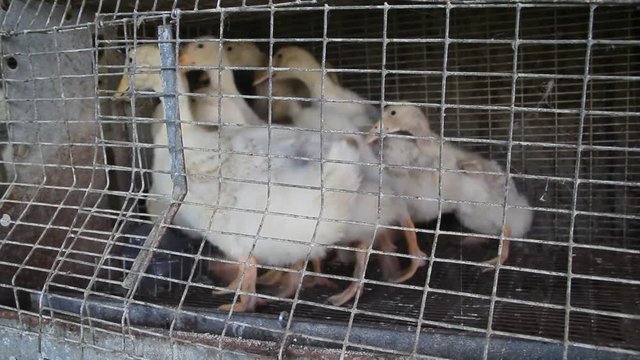 Ducks in a cage on a farm
