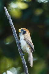 Spot-Breasted Parrotbill - Birds of  Doi Sun Juh, Chiang Mai,Thailand.