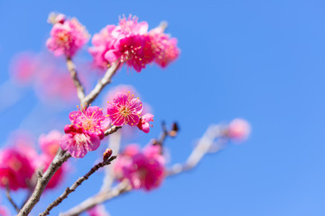 Japanease Red Plum,in Showa Kinen Park,Tokyo,Japan