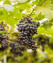 purple red grapes with green leaves on the vine. fresh fruits