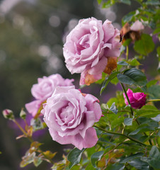 Roses in the garden
