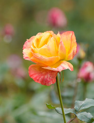 Obraz premium Roses in the garden
