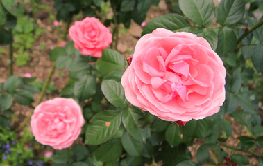 Fototapeta premium Roses in the garden