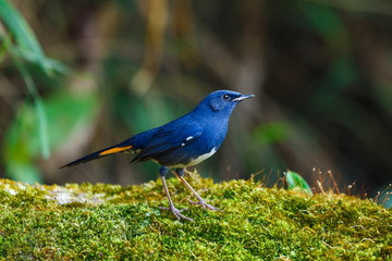 White-bellied Redstart ( Hodgsonius phaenicuroides) Male,- Birds of  Doi Sun Juh, Chiang Mai,Thailand.