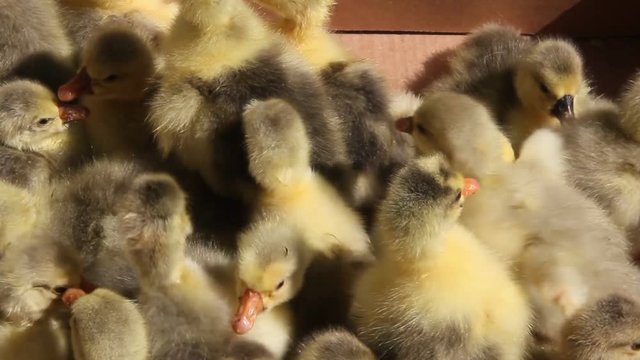 Newborn goslings are seated in the box on the farm.