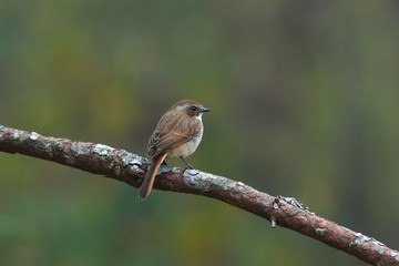 Grey Bushchat ( Saxicola ferrea ) Female - Birds of  Doi Sun Juh, Chiang Mai,Thailand.