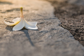 white and yellow pagoda tree flower falling on gray rough rock paht