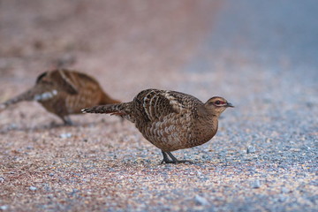 Hume's pheasant, Mrs Hume's pheasant, Bar-tailed pheasant (Female)- Birds of  Doi Sun Juh, Chiang Mai,Thailand.