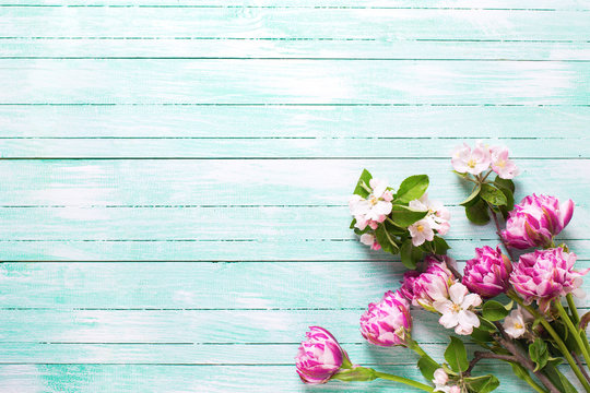 Fototapeta Spring  tulips flowers  and apple tree flowers on turquoise painted wooden background.