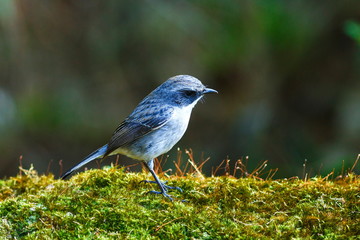 Grey Bushchat ( Saxicola ferrea ) Male,- Birds of  Doi Sun Juh, Chiang Mai,Thailand.