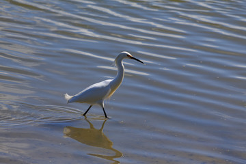 An egret