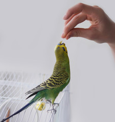 Green wavy parrot. Parrot on hand. Parrot eating out of your hand.