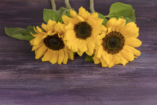 Yellow sunflowers on purple with copyspace