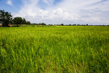 Obraz premium rice farm