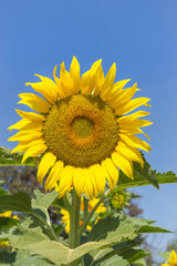 sunflowers blooming on the field with  blue sky background            