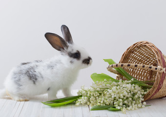 rabbits with spring flowers on white background