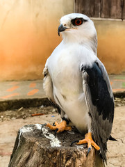 Portrait of falcon bird