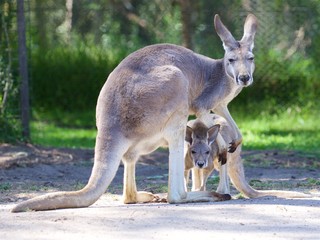 Naklejka na ściany i meble kangaroo with joey
