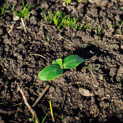 Young plant in the morning light