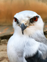 Portrait of falcon bird