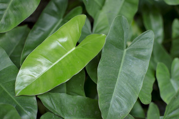 Fototapeta premium Dwarf Bouquet leaves, Dracaena dermensis.